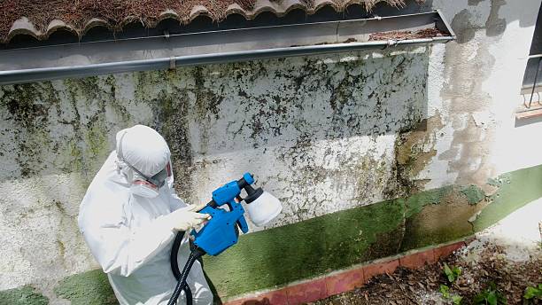 Trusted Mold Removal service in Linden, TX - Cheap Mold Removal